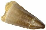 Fossil Mosasaur (Mosasaurus) Tooth - Morocco #364150-1